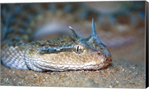 Framed Horned Viper Print