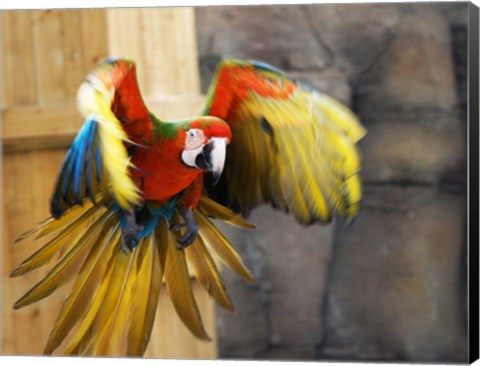 Framed Hybrid Macaw Flying Flamingo Land Print