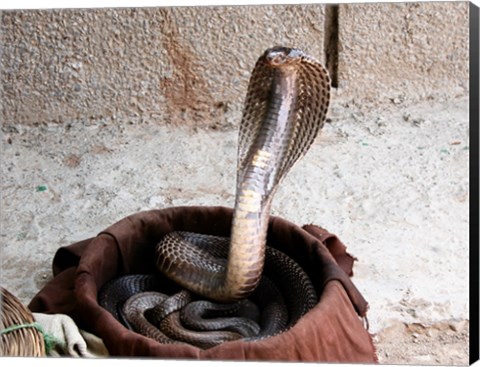 Framed Indian Cobra Print