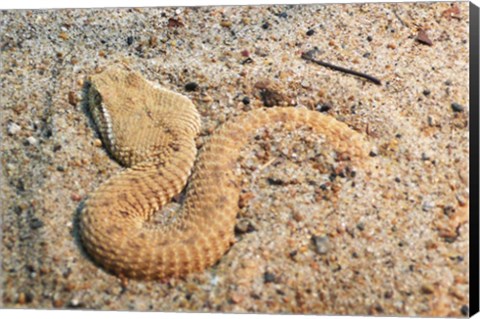 Framed Leaf Nosed Viper In Sand I Print