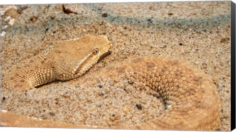 Framed Leaf Nosed Viper In Sand II Print