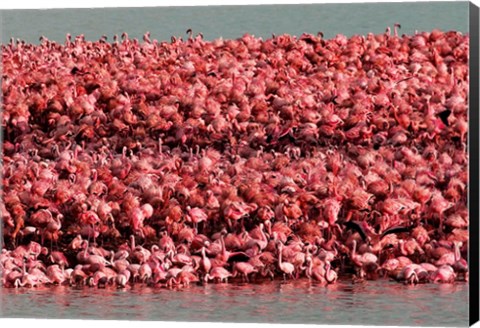 Framed Lesser Flamingos, Kamfersdam Breeding Island, 2006 Print