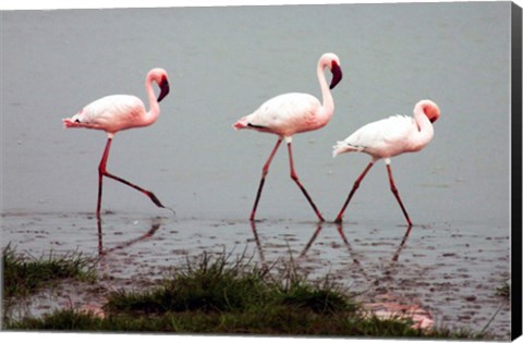 Framed Lesser Flamingos Print