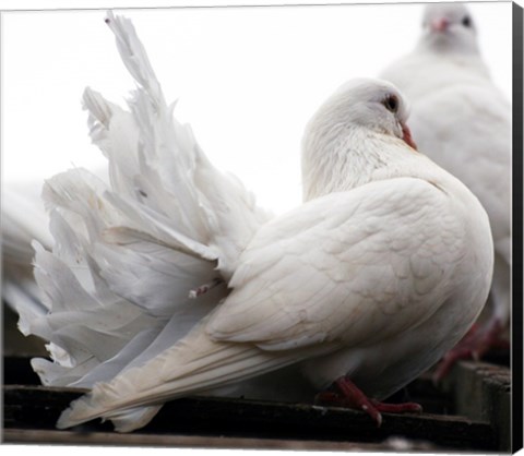 Framed Little White Dove, Colchester Zoo Print