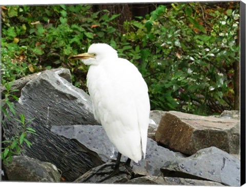 Framed Ostrava Zoo Bubul Ibis Print
