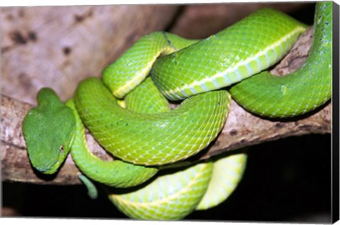 Framed Palm Pit Viper Print