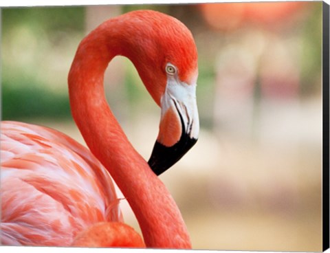 Framed Phoenicopterus Chilensis Fort Worth Zoo, Texas, USA Print