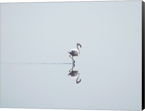 Framed Flamingo Solo Print