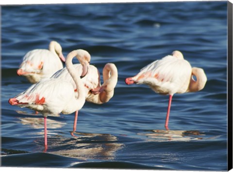 Framed Phoenicopterus Roseus on Walvis Bay Print