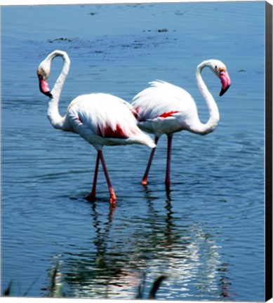 Framed Phoenicopterus Roseus Le Grau-du-Roi Print