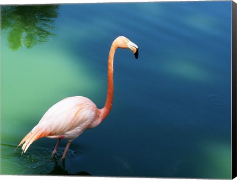 Framed Phoenicopterus Ruber National Zoo of Cuba, Havana Print