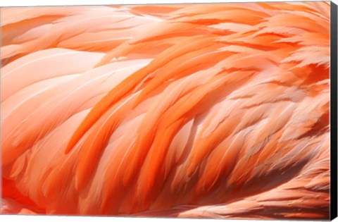 Framed Flamingo Feathers Closeup Print