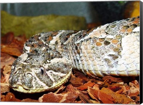 Framed Puff Adder Print