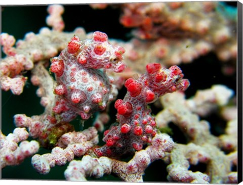 Framed Pygmy Seahorses Print