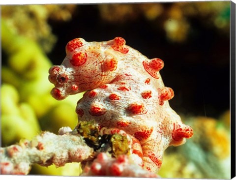 Framed Pygmy Seahorse Print