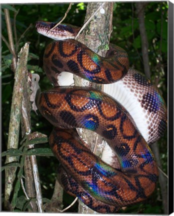 Framed Rainbow Boa Print