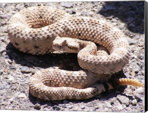 Framed Rattlesnake Print