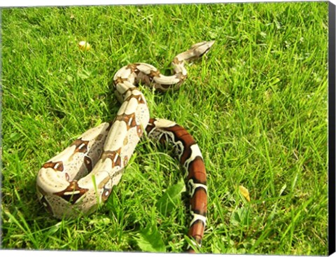 Framed Red Tail Boa Constrictor Print