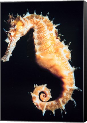 Framed Seahorse In Color Print