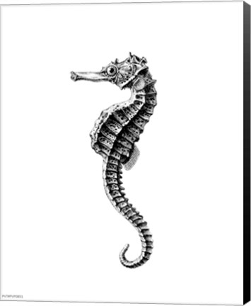 Framed Seahorse Print