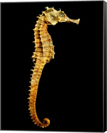 Framed Seahorse Skeleton Macro Print