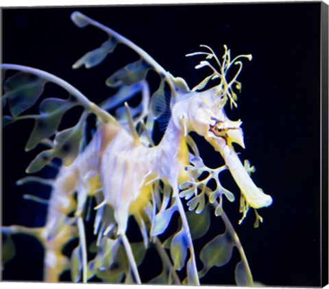 Framed Seahorse Photograph Print