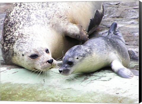 Framed Seals at Antwerp Zoo Print