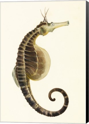 Framed Sketchbook of Fishes, Pot Bellied Seahorse Print