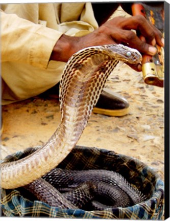 Framed Snake in a Basket Print