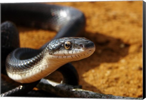 Framed Sunlit Snake Print