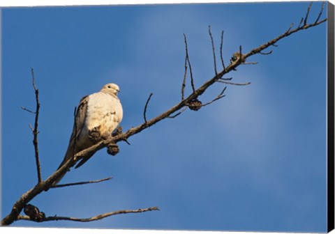 Framed Dove Above Print