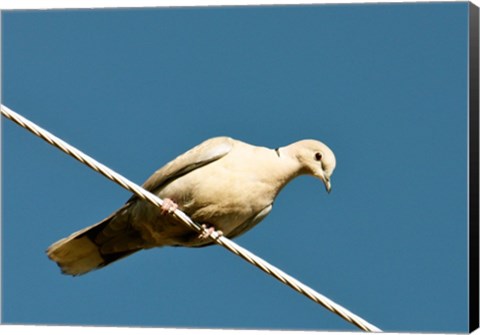 Framed Early Evening Eurasian Collared Dove Print