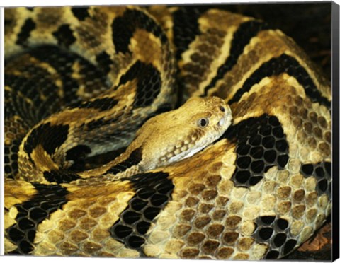 Framed Timber Rattlesnake Print