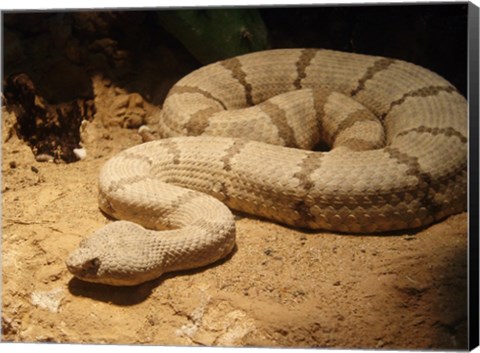 Framed Viper photograph Print