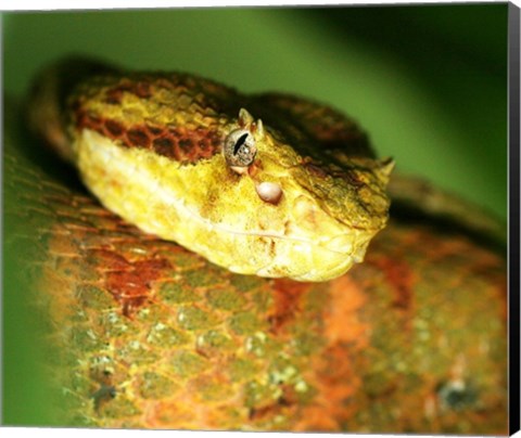 Framed Yellow Eyelash Viper up close Print