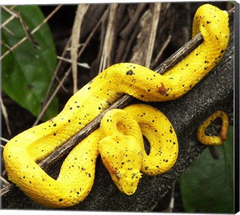 Framed Yellow Eyelash Viper Print