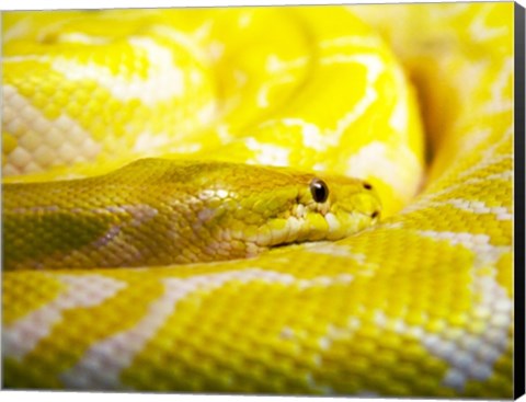 Framed Yellow Python Print