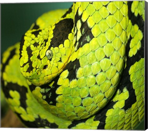 Framed Yellow Blotched Palm Viper Print