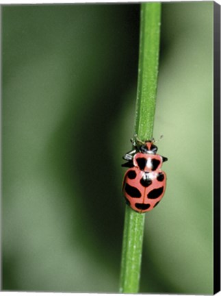 Framed Ladybug Print