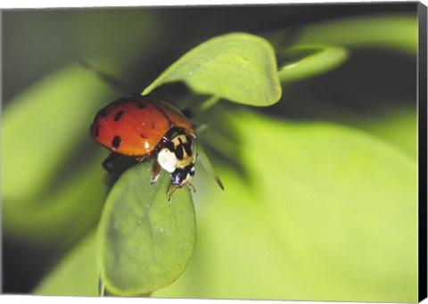 Framed Close-up of a ladybug on a leaf Print