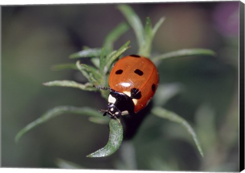 Framed Close-up of a ladybug on leaves Print