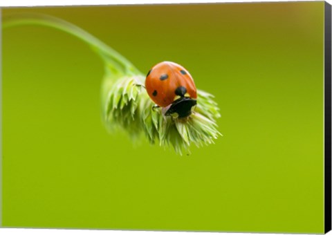 Framed Close-up of a ladybug on a flower Print