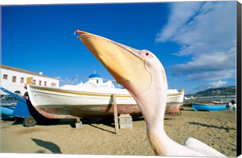 Framed Pelican and Fishing Boats on Beach, Mykonos, Cyclades Islands, Greece Print