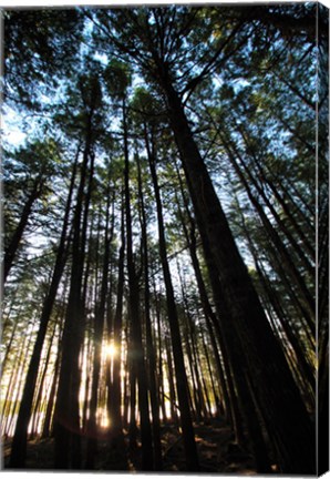 Framed Low angle view of trees in a forest at sunrise Print