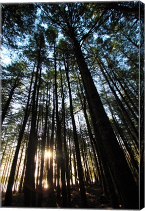 Framed Low angle view of trees in a forest at sunrise Print