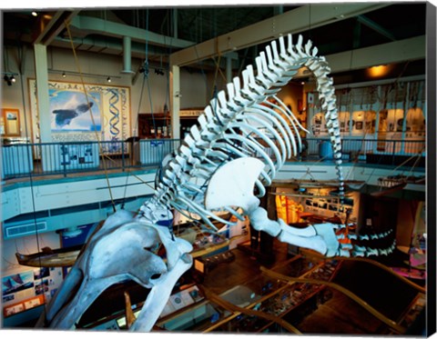 Framed Humpback whale skeleton hanging in a museum, Hawaii Maritime Center, Honolulu, Oahu, Hawaii, USA Print