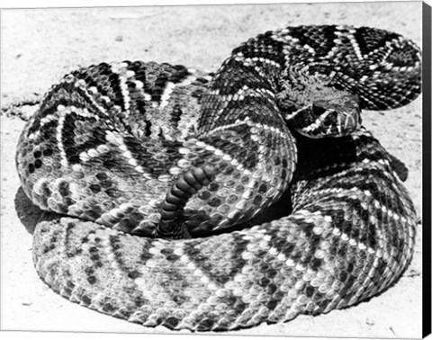 Framed Close-up of a Western Diamondback Rattlesnake (Crotalus atrox) Print