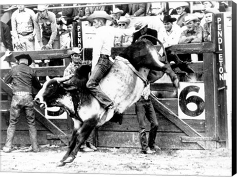 Framed Side profile of a cowboy riding a bull at a rodeo Print