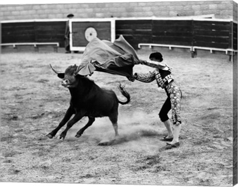 Framed Matador fighting with a bull Print