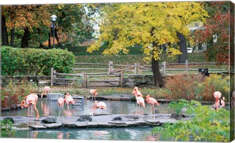 Framed Large group of flamingos wading in water Print